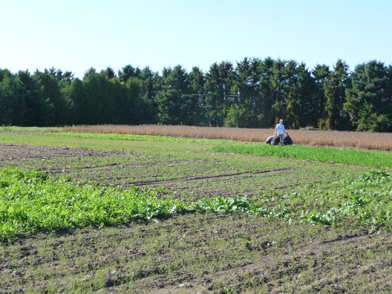 Farm field showing growing crops