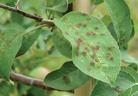 Leaves with many secondary scab lesions.