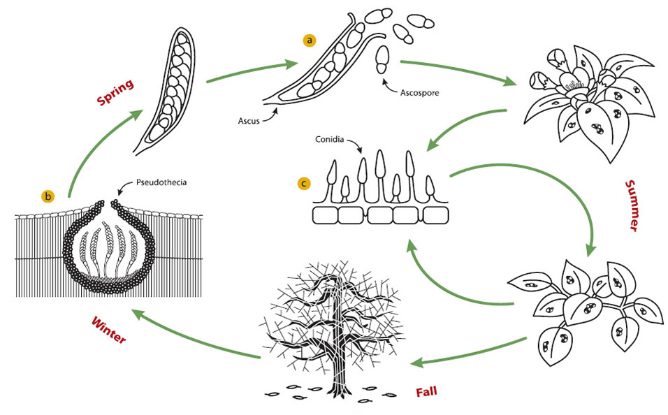Description of the pathogen life cycle (including images a, b and c) precedes