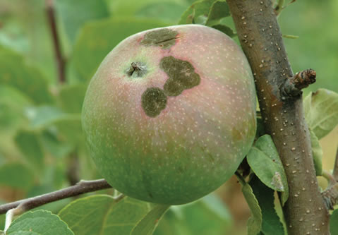Scab lesions on an apple.