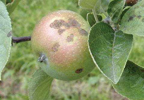 Old, cracked scab lesions on an apple.