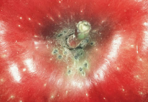 Small, dark, circular lesions on an apple