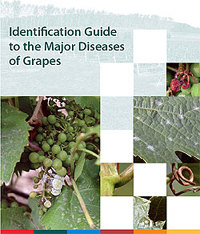 Publication Cover - Identification Guide to the Major Diseases of Grapes