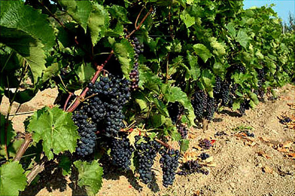 A guide to grapevine red blotch disease and its global wine production  impacts