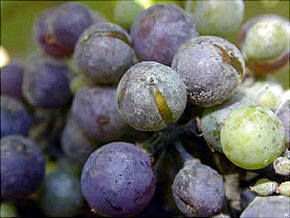 Oïdium de la vigne : des spores blanches donnent aux baies un aspect farineux