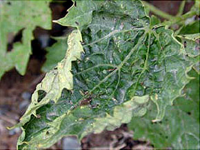 Herbicide - Glyphosate: wilting of the leaves