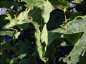 Frost injury on buds - leaves may turn brown and dry out, but older leaves may remain alive and display a pattern of flecking with sectors of yellow, white and green.