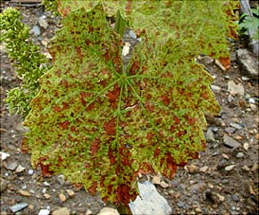 Carence en potassium - les feuilles peuvent être de couleur bronze et certaines peuvent présenter des taches foncées.