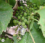 Mildiou - les baies des variétés de raisins blancs présentent un aspect marbré.