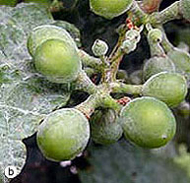 Oïdium de la vigne - des spores blanches donnent aux baies un aspect farineux.