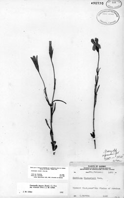 The Herbarium specimen of Victorin's Gentian which was collected around 1820