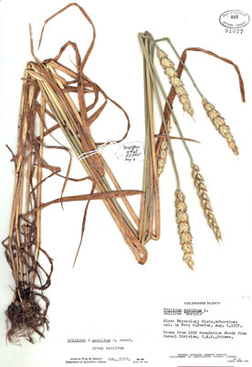 A Herbarium specimen of Marquis wheat including a label indicating name of plant, locality of origin, habitat, date collected, collector(s)