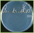 Pseudomonas fluorescens souche BRG100 - traité avec la bactérie