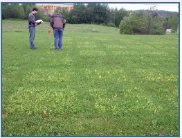 Phoma macrostoma - dans le gazon