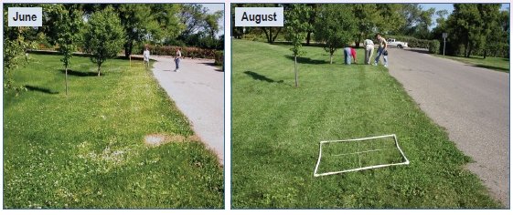 Comparing alternative weed control strategies between June and August