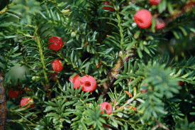 Ground hemlock (Taxus canadensis) showing characteristic red fructification - near.