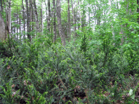 Ground hemlock (Taxus canadensis) showing characteristic red fructification - far.