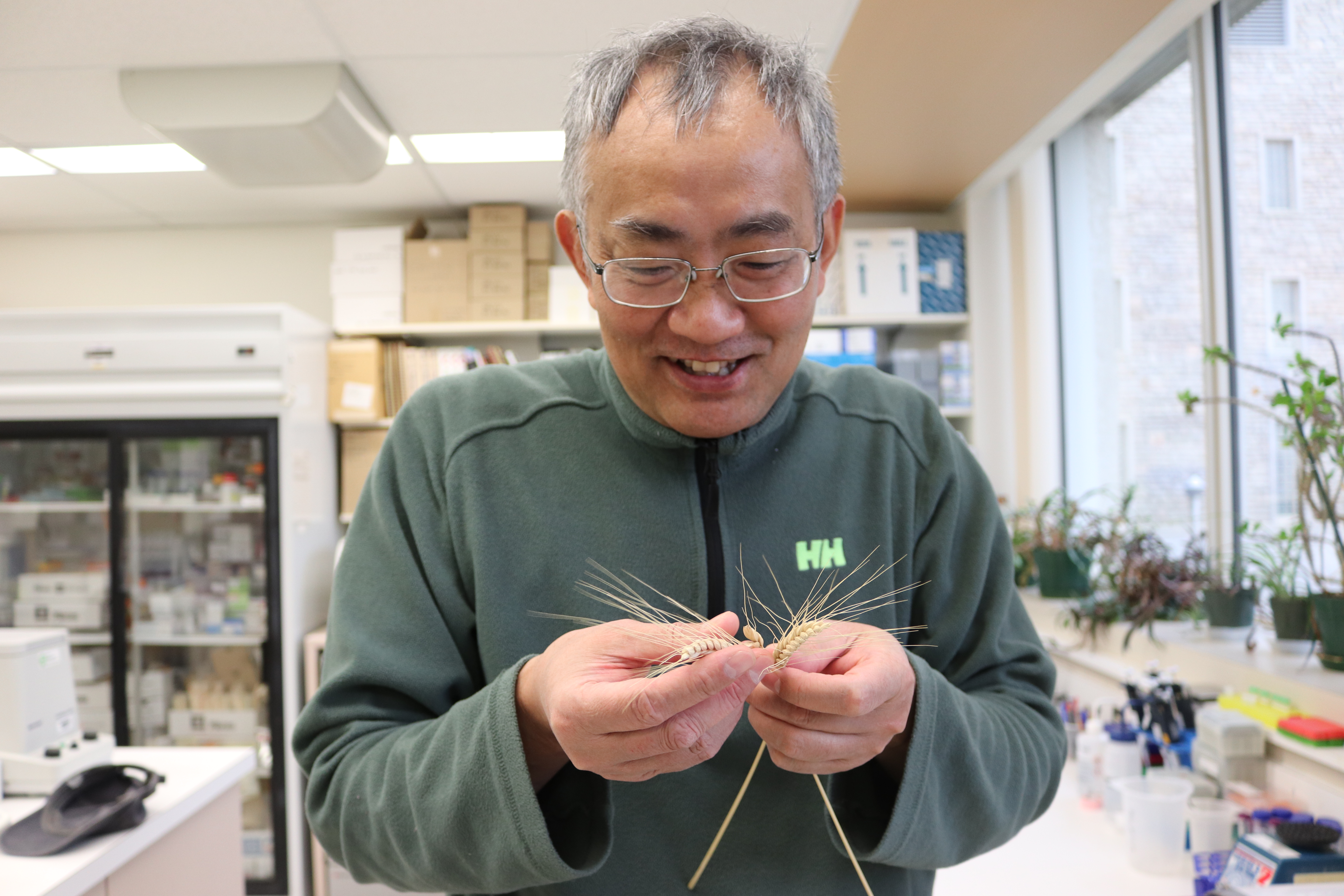 M. Fu stands se tient devant son laboratoire et inspecte un épi d’amidonnier séché.