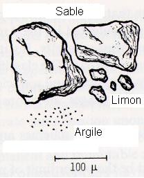 Les particules de sable (environ 100 micromètres de diamètre) sont plus grandes que les particules de limon (environ 20 micromètres de diamètre) qui sont plus grandes que les particules d'argile.