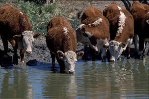 Cows drinking directly from a water source