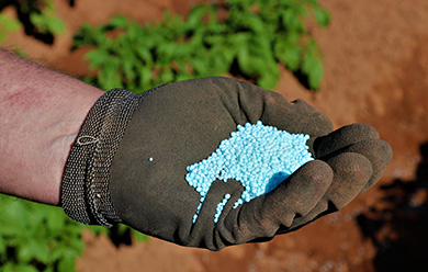 A gloved hand holding light blue pelletized enhanced efficiency fertilizer