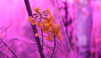 Purple greenhouse lighting light up a plastic-covered, yellow-flowering canola plant