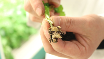 Brightly lit photo of young, green canola plant showing a fattened, white root