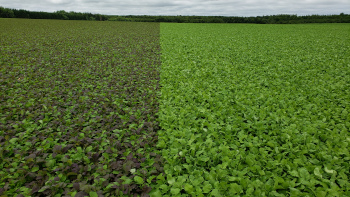 A large field of two different types of crops being grown.