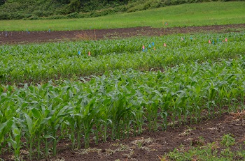 Short rows of corn seedlings in a field