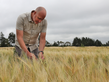 A scientist standing in an outdoor field of barley inspecting the plants.