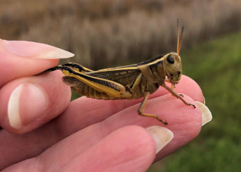 Dr. Meghan Vankosky holds a two-striped grasshopper in her hand.
