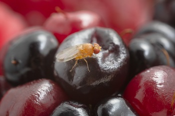 A spotted wing drosophila fly perched on top of a cherry.
