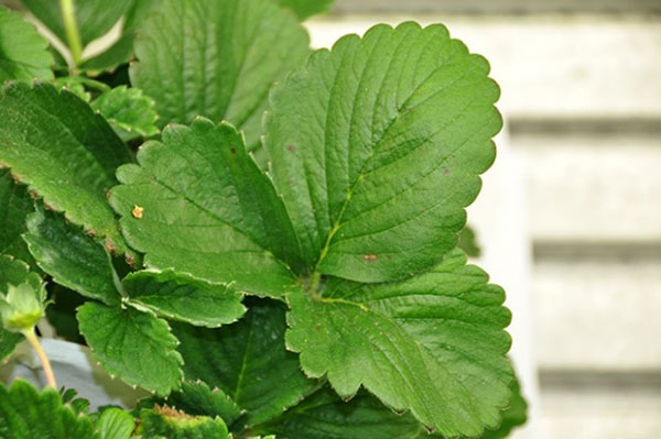 Grand plan sur les feuilles vertes d’un fraisier avec une diminution significative des taches.