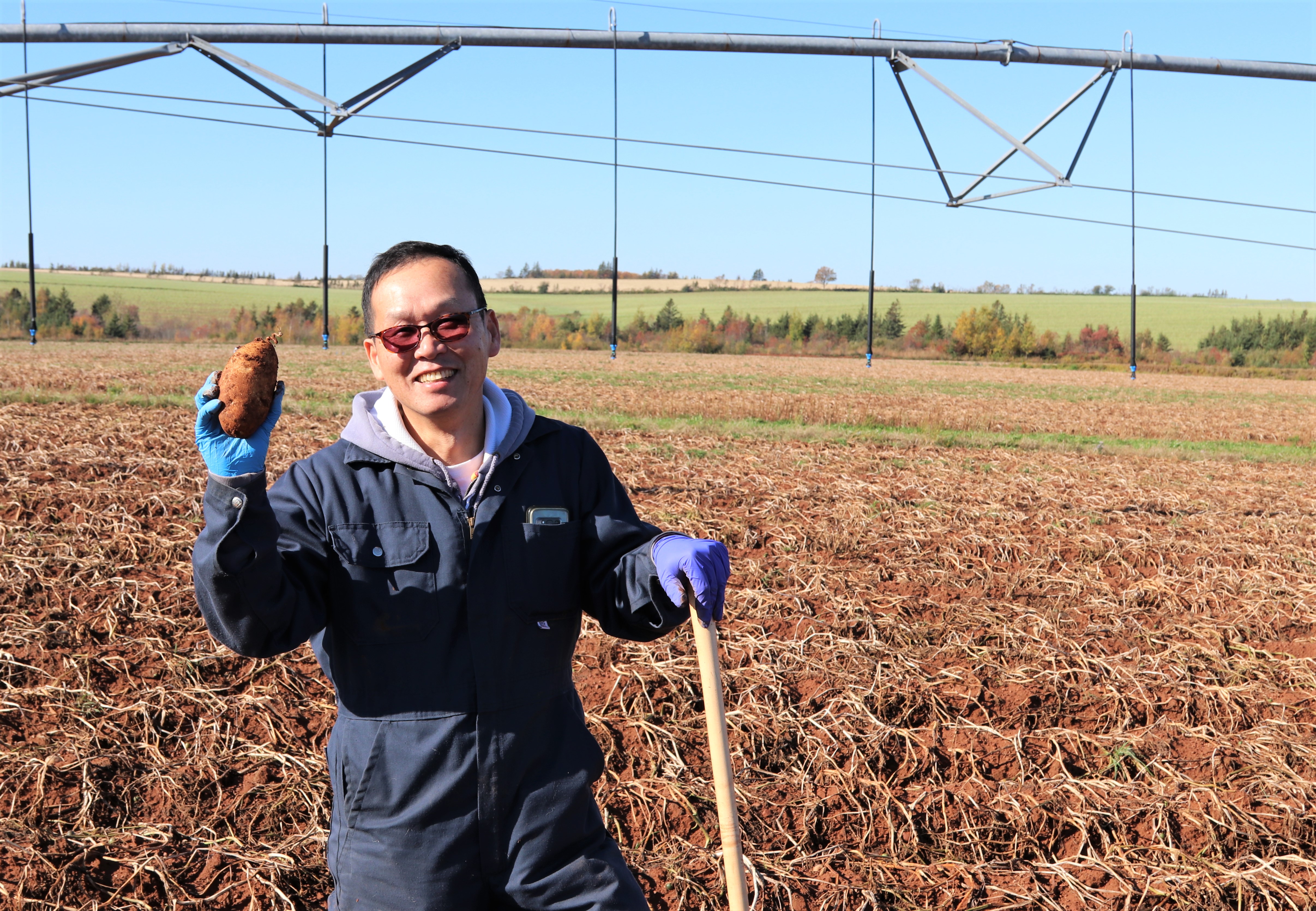 A scientist holding a recently dug potato in a farmer’s field.