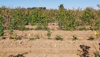 A field of raspberries with brown, wilting plants.