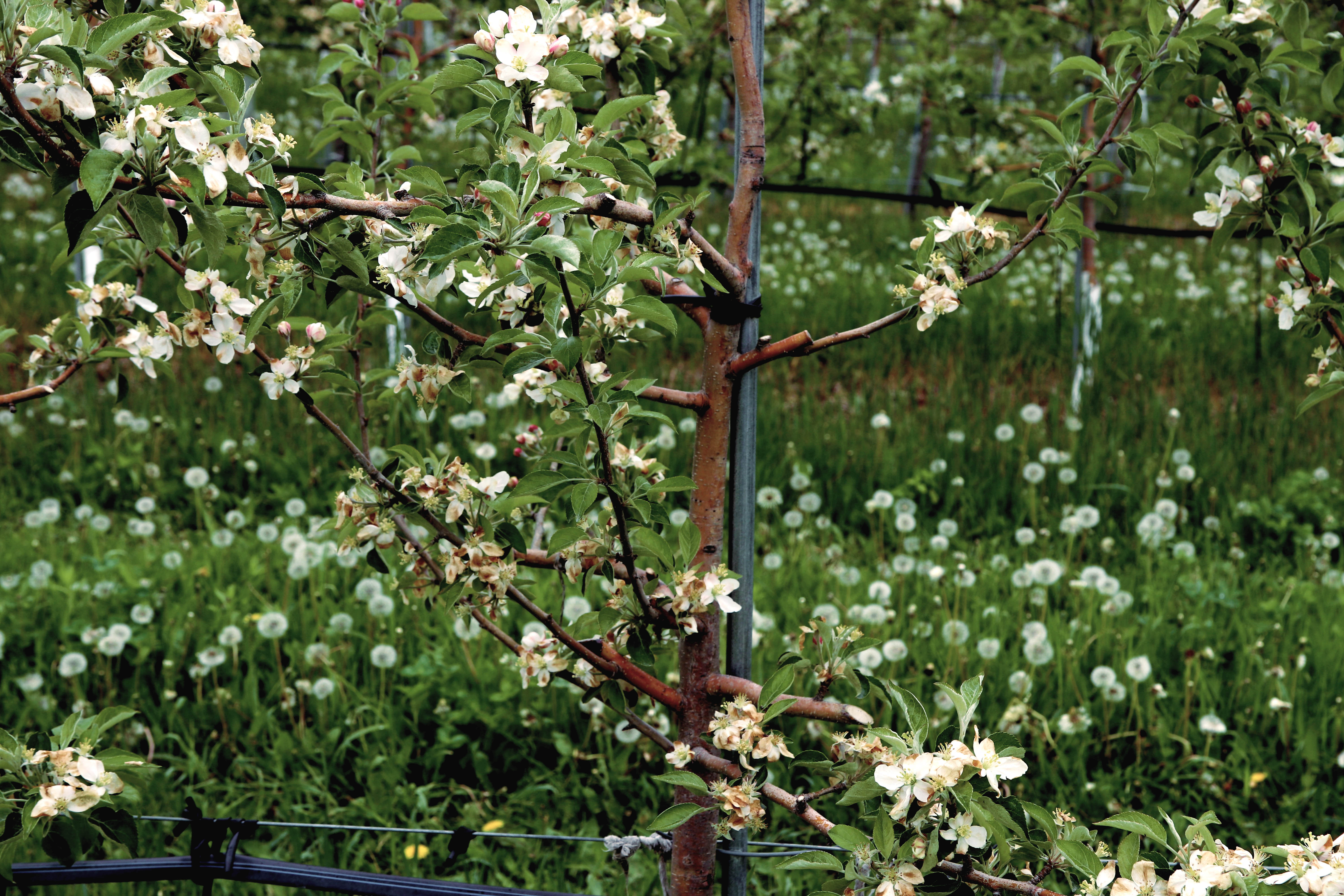 The apple trees on Barry’s orchard starting to blossom