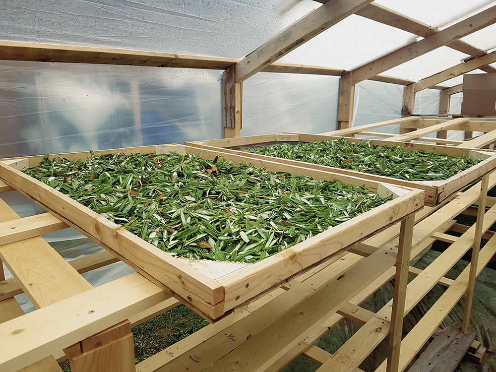 Des feuilles de thé séchant sur des plateaux de bois, à l’intérieur d’une structure de bois couverte de plastique