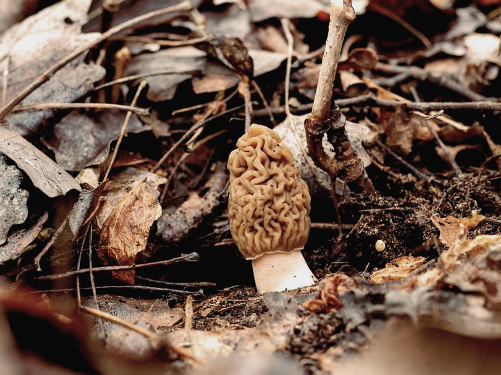 Un champignon de type morille qui pousse sur le sol dans la forêt