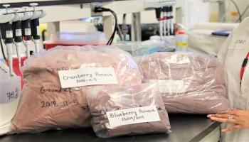Sacs de marcs de canneberge et de bleuets séchés sur un comptoir de laboratoire