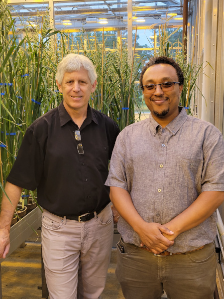 Nicholas Tinker (Ph. D.) et Wubishet Bekele (Ph. D.) debout devant des plants d’avoine matures qui poussent à l’intérieur.