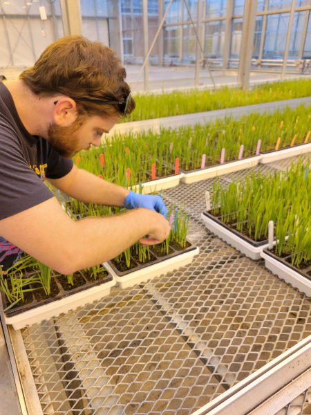 Researcher inspecting labeled oat seedlings in trays.