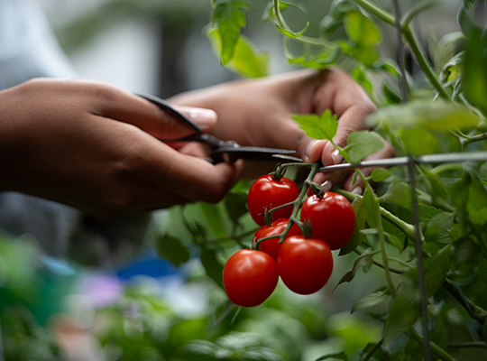 A person cutting a stem of tomatoes on a vine