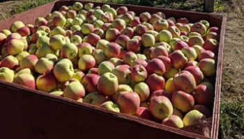 Une caisse remplie d’une récolte de pommes Ambrosia, et verger en arrière-plan