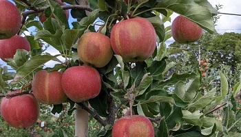 A close-up of an apple tree with apples depicting a round browning spot from sunburn