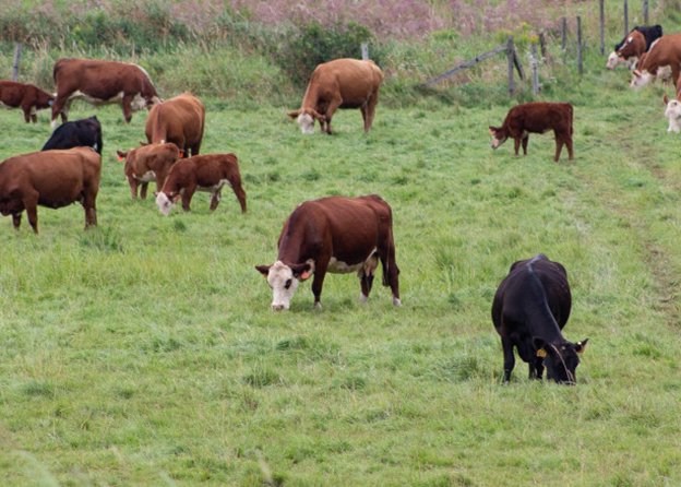 A group of cows grazing in a field