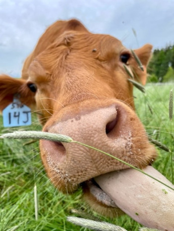 Une vache qui tire la langue.