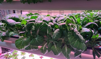 Densely packed, dark green leafy vegetables growing on a multi-shelved, purple grow light unit