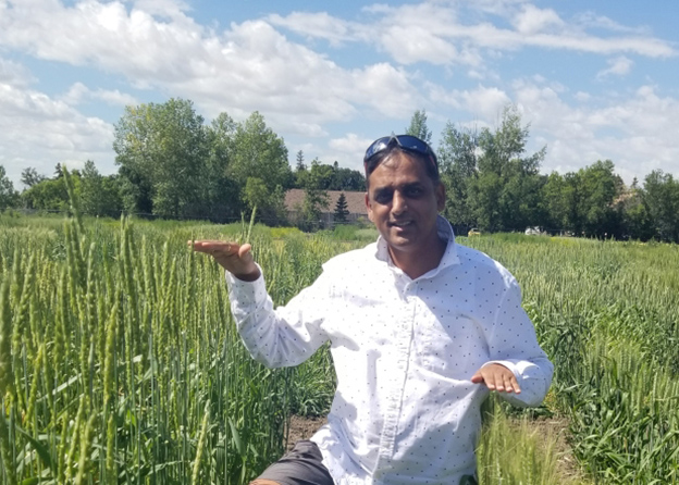 Le chercheur Raju Soolanayakanahally, Ph. D., est debout dans un champ de blé et montre les différences de hauteur entre des variétés de blé anciennes et modernes.