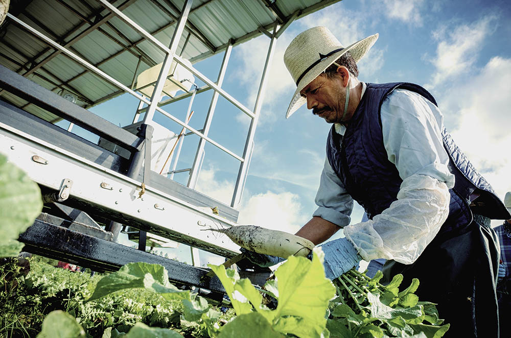 Une personne portant un chapeau tenant un daikon dans un champ