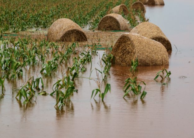 Hay bales floating in flooded corn field.